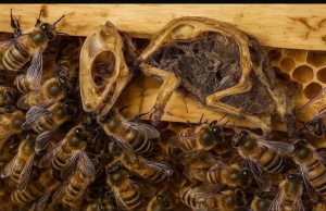 “Maraqlı söhbətlər”də arılardan inanılmaz hərəkət