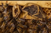 “Maraqlı söhbətlər”də arılardan inanılmaz hərəkət