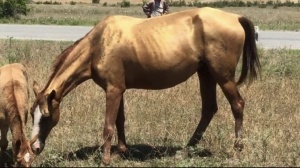 Qarabağ atları erməni vandalizmindən necə xilas edildi?