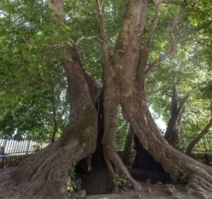 Oğuzdakı qoca &ccedil;inar - Nadir və nəsli kəsilməkdə olan ağac barədə