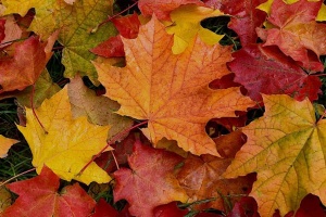 Payızı sevmək, ya sevməmək ? &ndash; EKSPRESS SORĞU