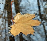 Axı, bu payızda təzə nə var ki… -ESSE