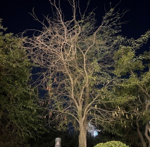 Paytaxtda həşaratların yaşıllığa qarşı "soyqırımı&rdquo; və əlaqədar təşkilatlardan BİGANƏLİK