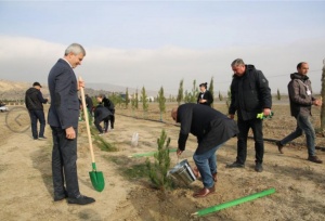 Mədəniyyət Nazirliyinin ağacəkmə aksiyası