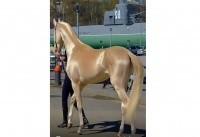 &ldquo;Maraqlı s&ouml;hbətlər&rdquo;də Xruşşovun ən ağılısz qərarı