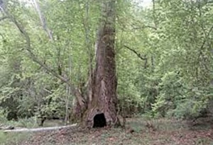 D&uuml;nyada ikinci, Avropada birinci olan Zəngilanın &ccedil;inar meşəsi