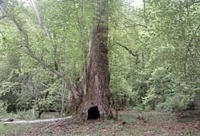 Dünyada ikinci, Avropada birinci olan Zəngilanın çinar meşəsi