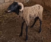 Qurbanlıq qoyun, depuatatın corabı və uşaq bayramı