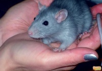 G&ouml;y si&ccedil;an, mənə su ver!